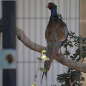 Green Pheasant